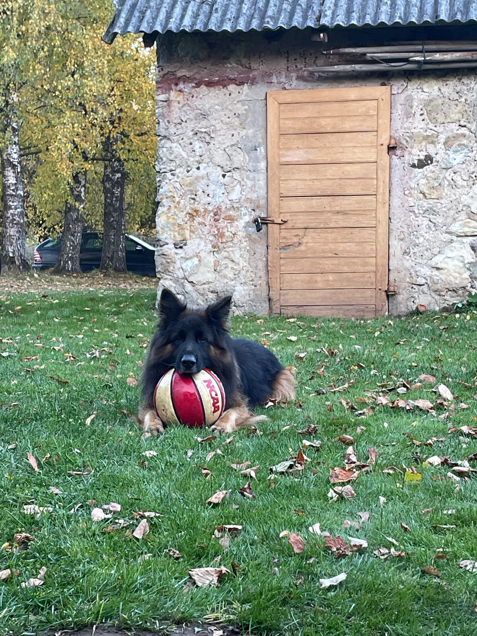 Tavam mīlulim pēkšņi mainījusies uzvedība?