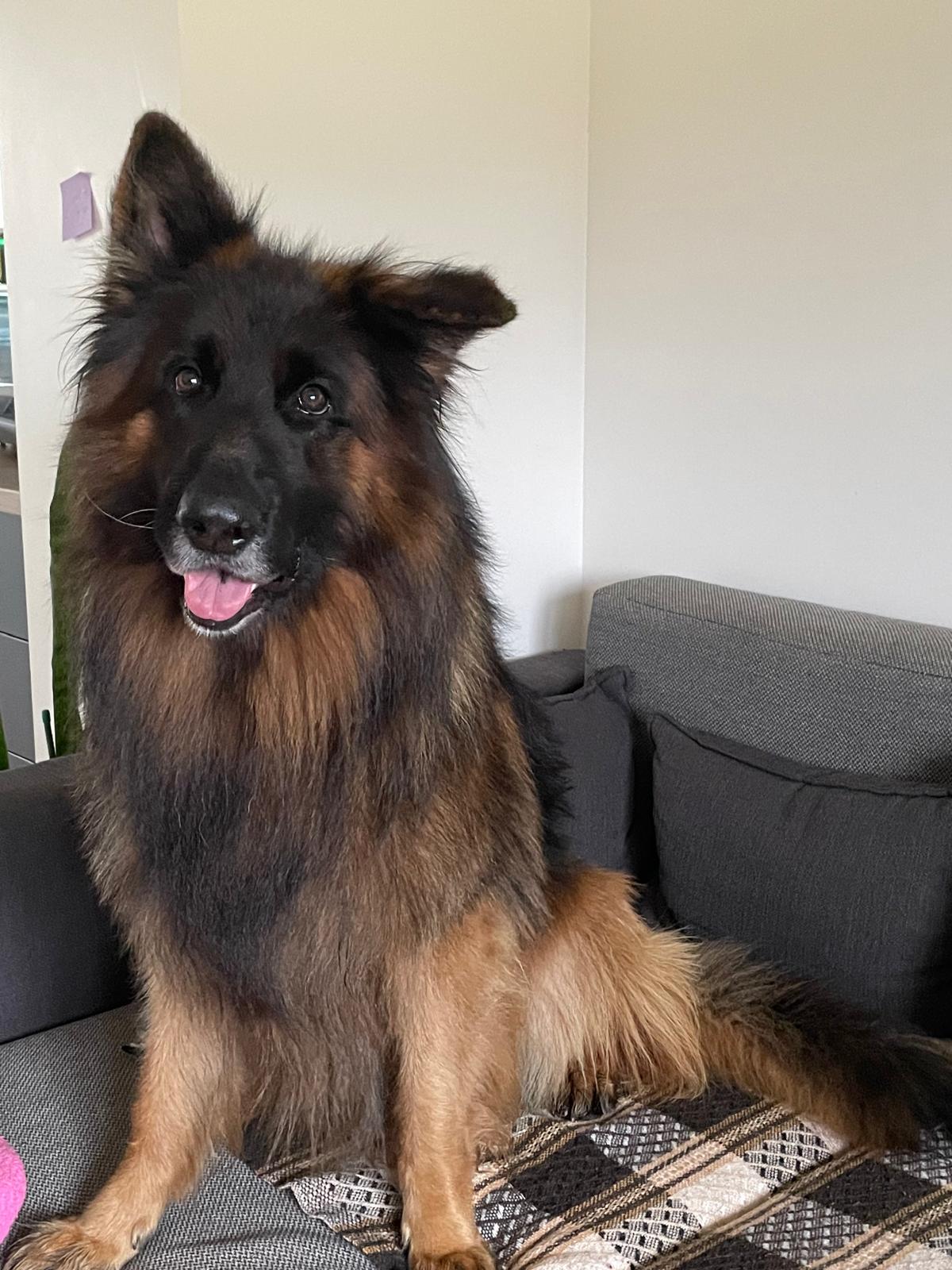 Suns un Ēdināšana