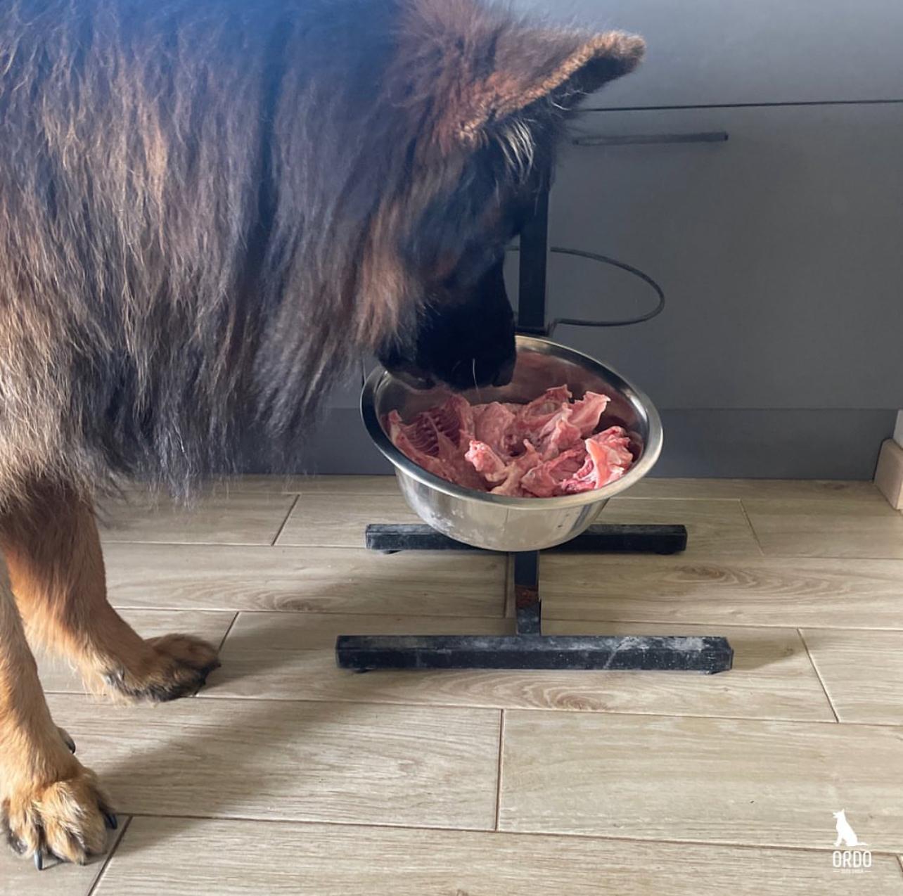 Kā izvēlēties suņu skolu?